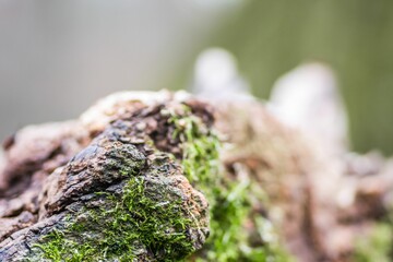 Closeup view of a thickly moss-covered rock, set in a lush forest environment