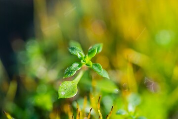 Closeup of lush green moss on the sunlit rocks illuminated by the warm golden light of the sun