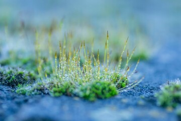 Close-up shot of lush green plants with white frost-covered grass growing in soil on the ground