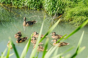 Cheerful family of ducks enjoys a sunny day on the water of a Danube tributary near Novi Sad, Serbia - obrazy, fototapety, plakaty