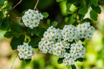 Close-up of a cluster of small, snow-white Lobularia maritima