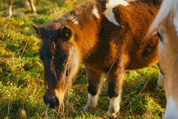 High angle shot of a fluff brown pony grazing on a rural field