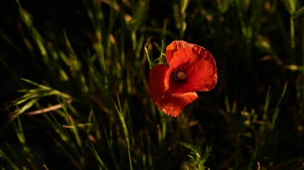 a lone poppy flower grows on the side of a grassy field