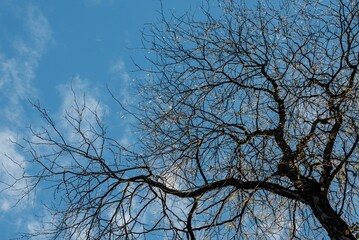 Large bare tree with lots of branches against a blue sky