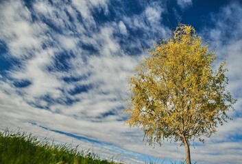 a lone yellow tree standing alone in a grassy field on the edge of a hill