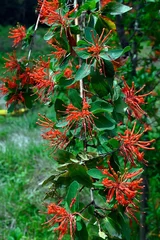 Poster Beautiful display of red flowers blooming on a plant in a natural landscape setting © Wirestock