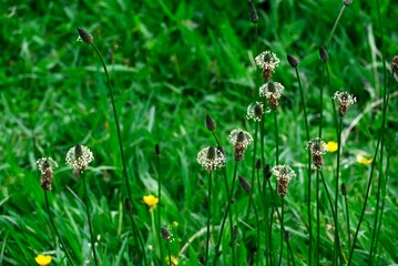 Fototapeta premium Vibrant scene of Ribwort Plantains with lush green grass and plants in the background