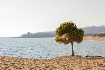 Obraz premium Solitary tree on a sandy beach and a sparkling blue ocean in the background.