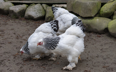 Brahma chickens with distinctive plumage and patterns strutting confidently across an outdoor farm setting