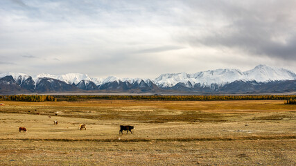 Scenic mountain range and steppe with grazing cows. Popular tourist destination in Altai Mountains....