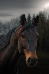 Fototapeta premium Photo portrait of a brown horse head