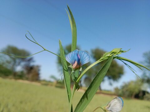lathyrus sativus flower with green background or flower of the Grass Pea
