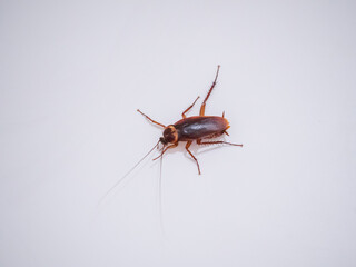 Cancrelat sur un mur blanc