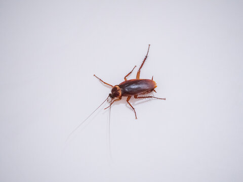 Cancrelat sur un mur blanc