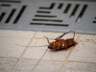 Cafard mort dans la salle de bain