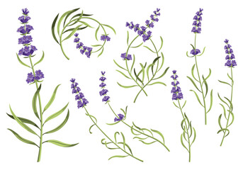 Lavender. Purple lavendar stems and blooms. Rustic trendy greenery flowers. Set of different provence floral plant on white background. Vector cartoon illustration