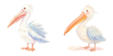 cute pelican watercolour vector illustration