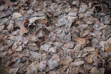 texturas abstractas de cosas naturales para fondos