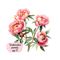 Watercolor hand drawn peony illustration for design. EPS 10