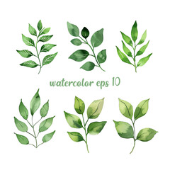 Collection botanical vector eps 10, isolated on white background suitable