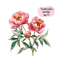 Watercolor hand drawn peony illustration for design. EPS 10