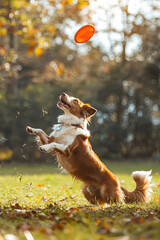 Red border collie dog jumps for a flying disc