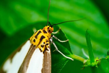 Close up a small moth called the Snouted Tiger Moth.