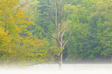 Foggy spring landscape at dawn of the shoreline of Hall Lake, Yankee Springs State Park, Michigan, USA