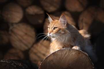 maine coon red cat on a walk against the background of trees in the yard farm cats beautiful pet portraits