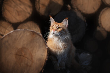 maine coon red cat on a walk against the background of trees in the yard farm cats beautiful pet portraits