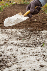the gardener sprinkles the soil on the bed with dolomite fertilizer