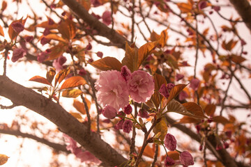 pink tree flowers in the spring