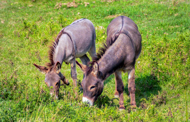  Nubian Or Jerusalem Donkeys With A Cross On Its Back In Pasture In Wisconsin