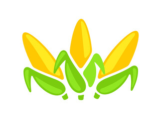 Corn, ear corn, corn cob, maize, food and meal. Cob, sweet corn, plant, vegetable, agriculture and farming, illustration
