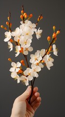 Branch with spring tree flowers in hand on grey background