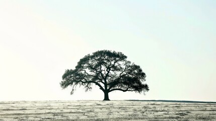 Majestic Solitary Tree in Vast Open Field