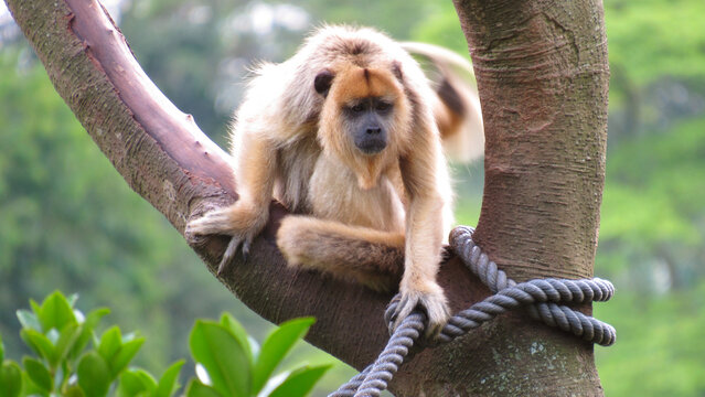 Macaco Bugio amarelo - animais em zool&oacute;gico