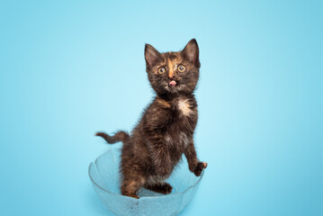 studio portrait of a small tricolor kitten in a bowl on a blue background, close-up, selective focus
