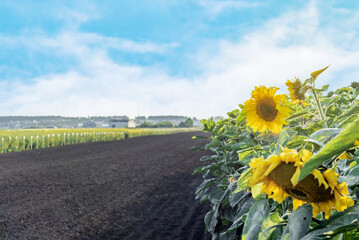 a clearing with sunflowers and a plowed field against a blue sky background, selective focus