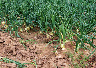fresh green onions in the garden. farm harvesting. life in the village. agriculture concept. growing organic products in the garden