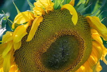 a ripe sunflower flower with a bee on it, close-up, selective focus