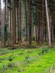 Wiederaufforstung durch Anpflanzen junger Bäume im Mischwald
