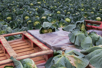harvesting cabbage on the plantation, cabbage and red crates for transportation, cabbage and harvesting boxes 