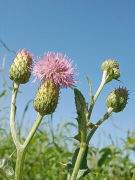 cirsium arvense flower or field thistle flower or flower of the creeping thistle or Canada thistle flower 