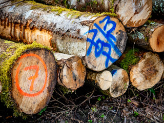 Markierte und zur Abfuhr bereite Baumstämme im Wald