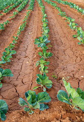 rows of white cabbage seedling in the vegetable garden, plantation of a young white cabbage plants