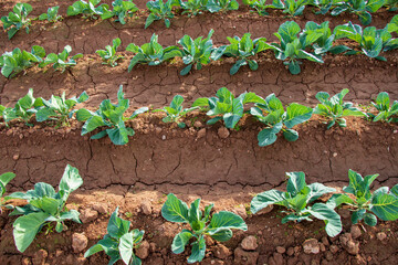 rows of white cabbage seedling in the vegetable garden, plantation of a young white cabbage plants