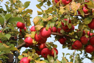 Apple Orchard