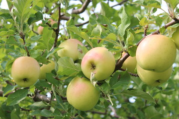 Apple Orchard