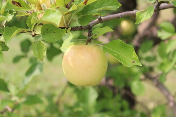 Apple Orchard